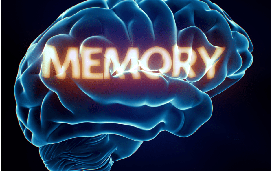 A brain with memory written on it